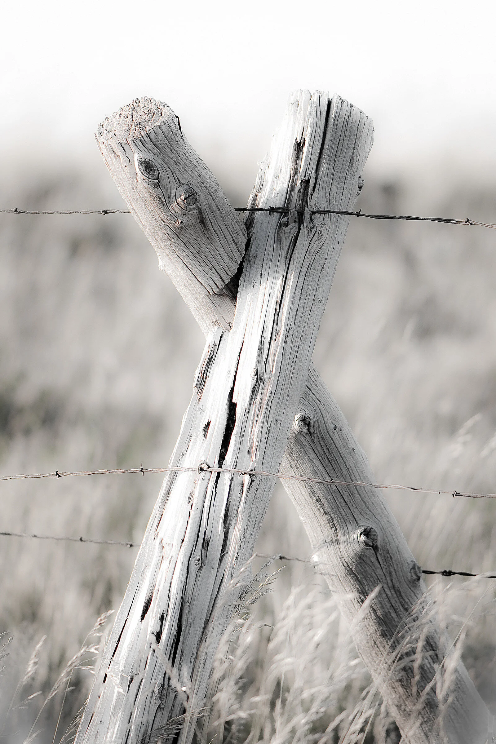 On the Fence-3474.jpg