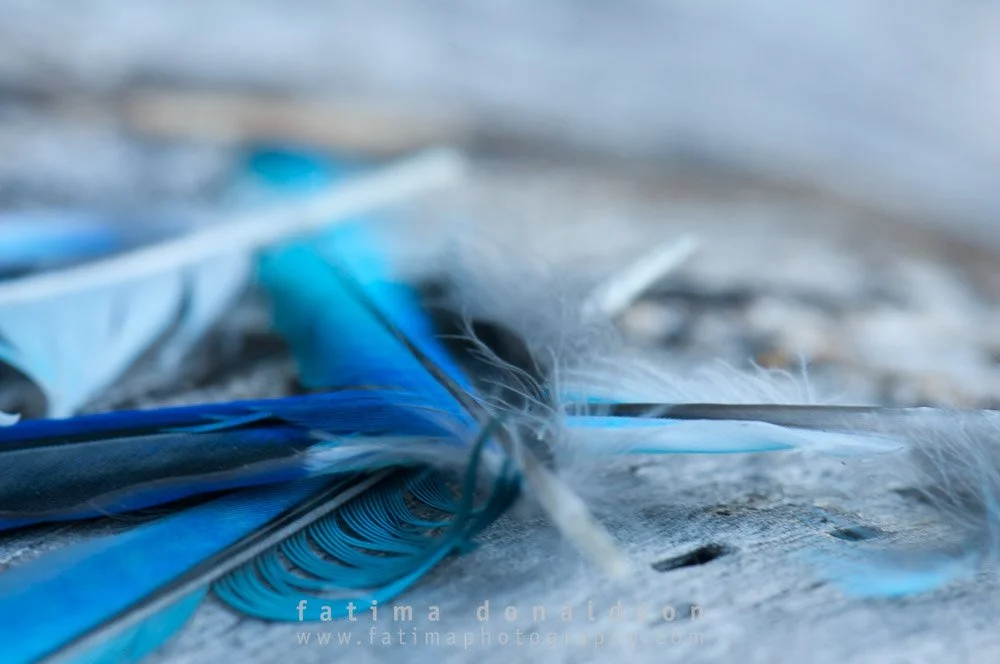 Feathers