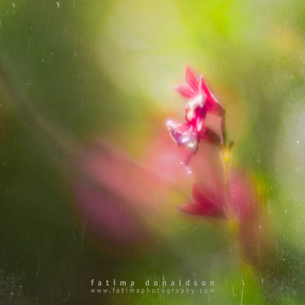 20170330-DSC_0748-Editode to Ms Georgia OKeeffe.jpg