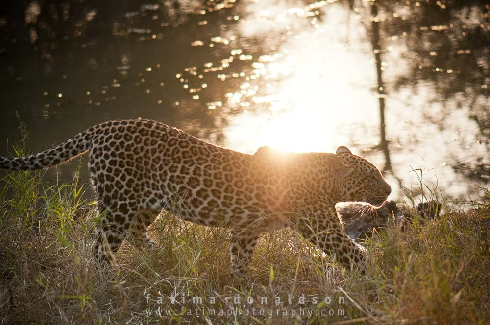 Leopard At Sunset
