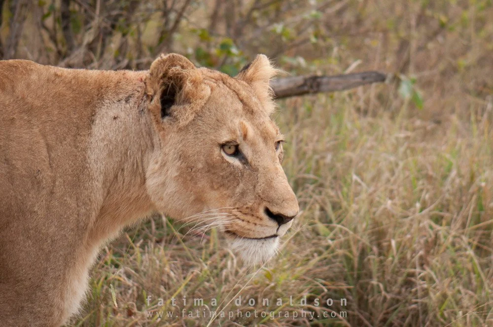 20110612-_DSC3033.jpg