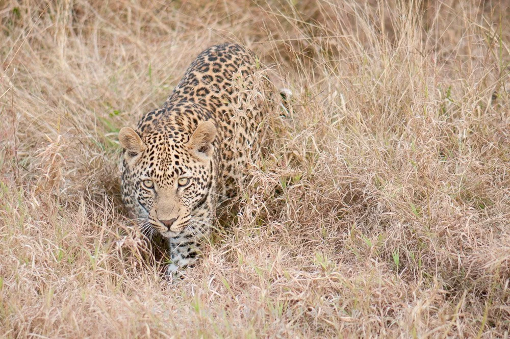 Leopard - Hello Gorgeous