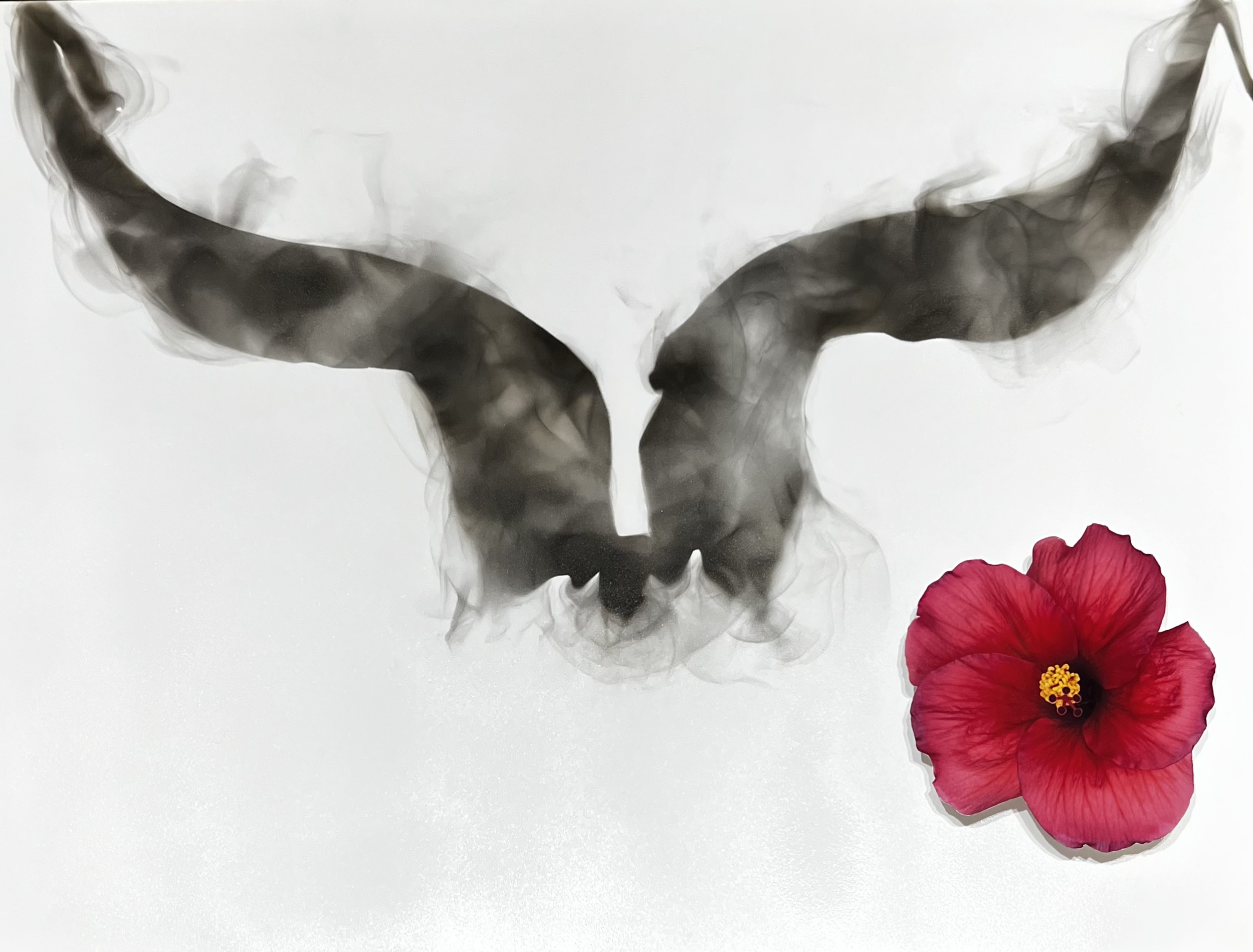 HIBISCUS & HORSN