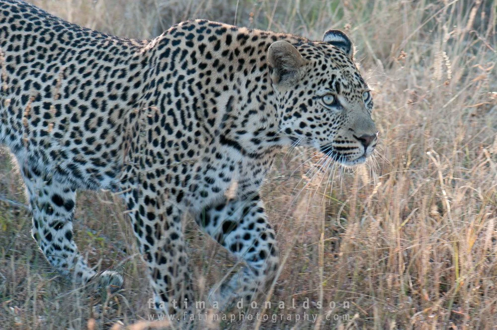 Leopard on the Prawl