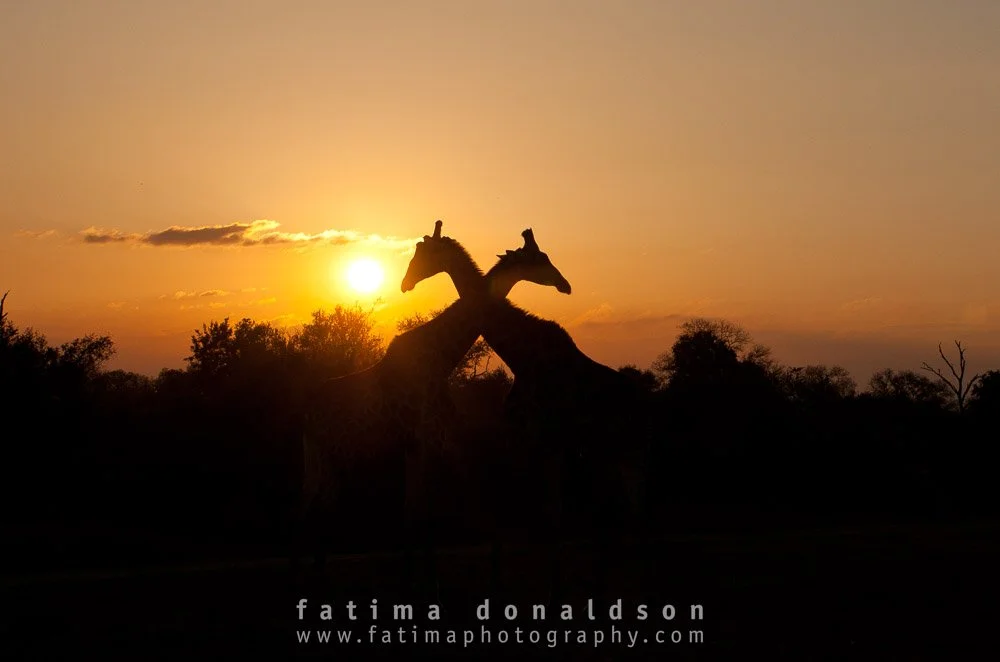 Sunset Kiss with Giraffes
