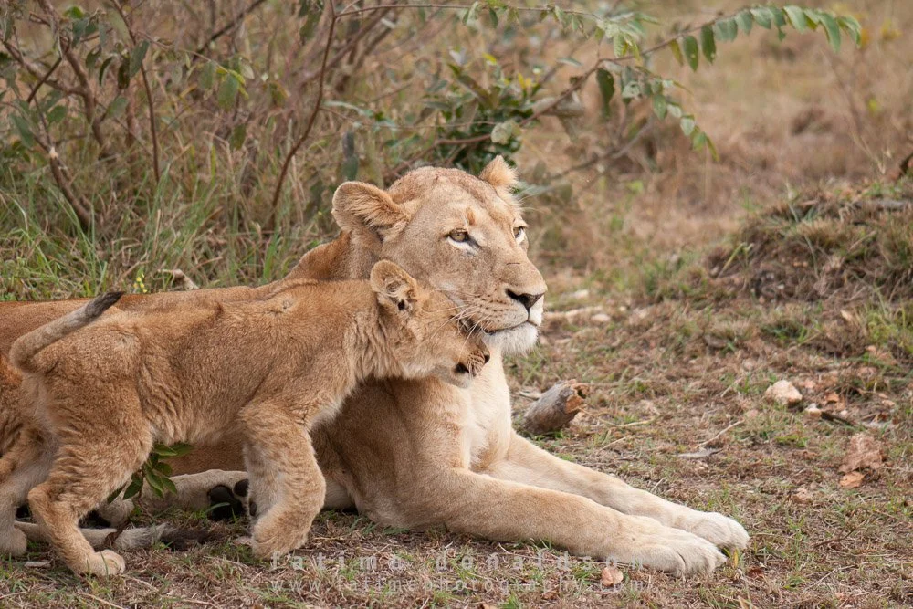 Lion - Hi Mama