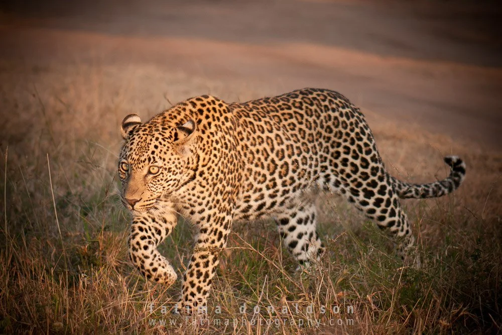 Leopard Focused