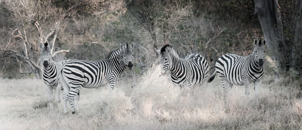 Grazing with Zebras