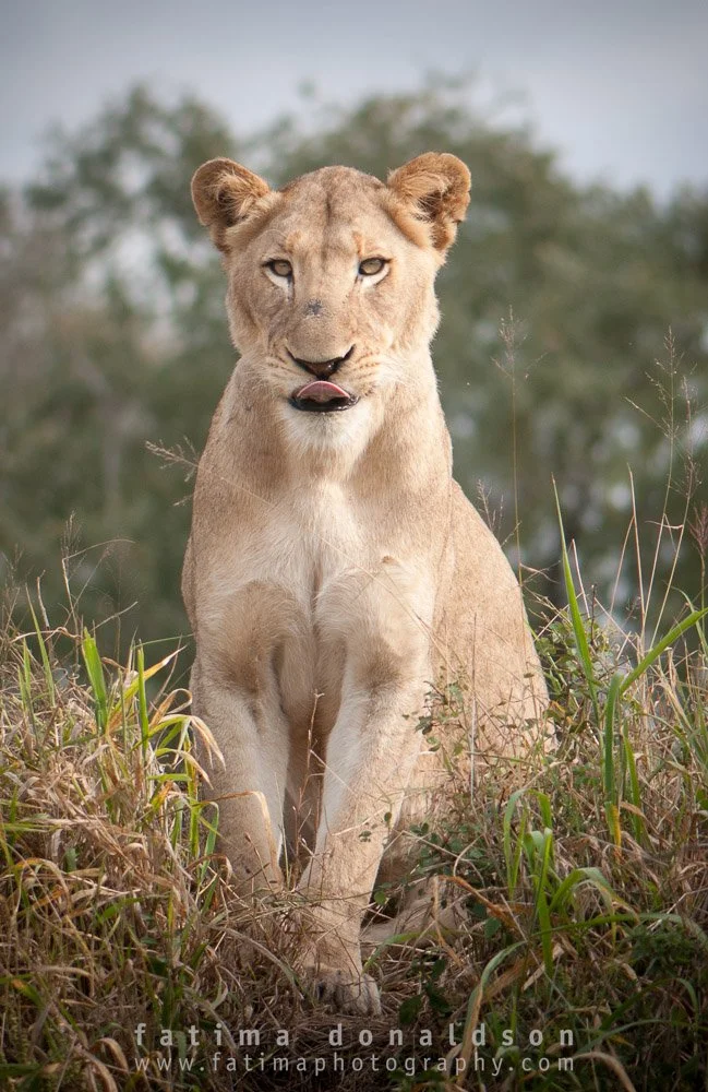 Lion Proud Mama