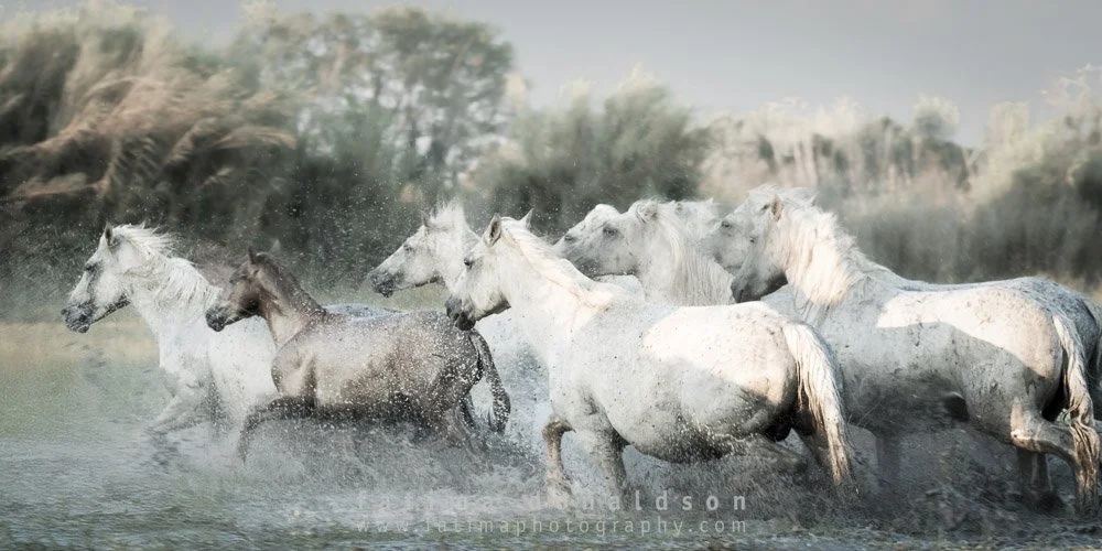 Wild and Free | SAUVAGE ET LIBRE