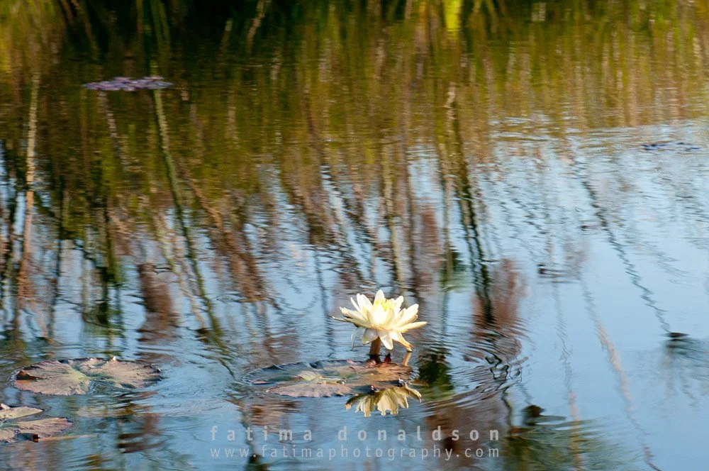 Africa Water Lily
