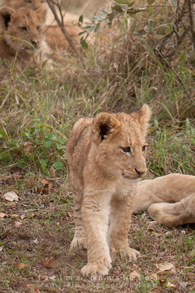 20110612-_DSC3036.jpg