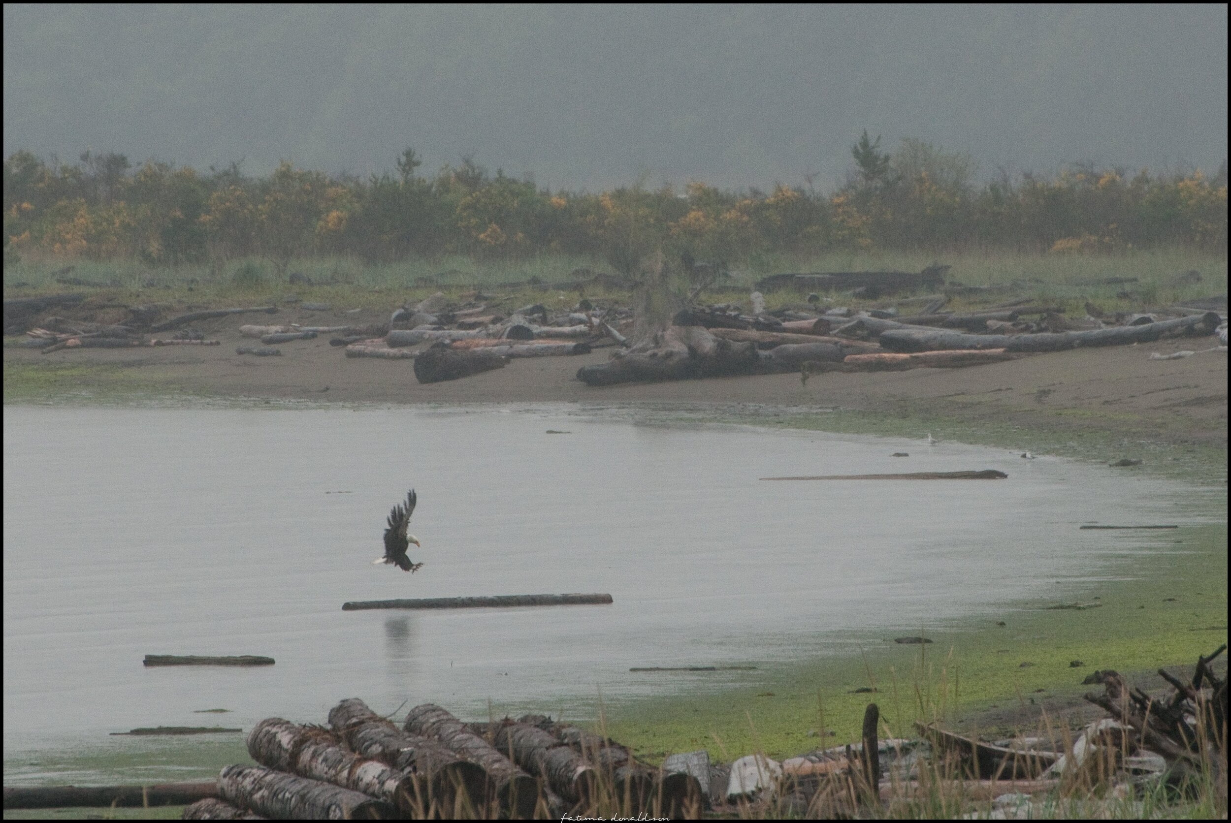 Eagle landing, Vancouver, CA