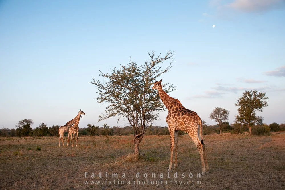 Dinner with Girafffes