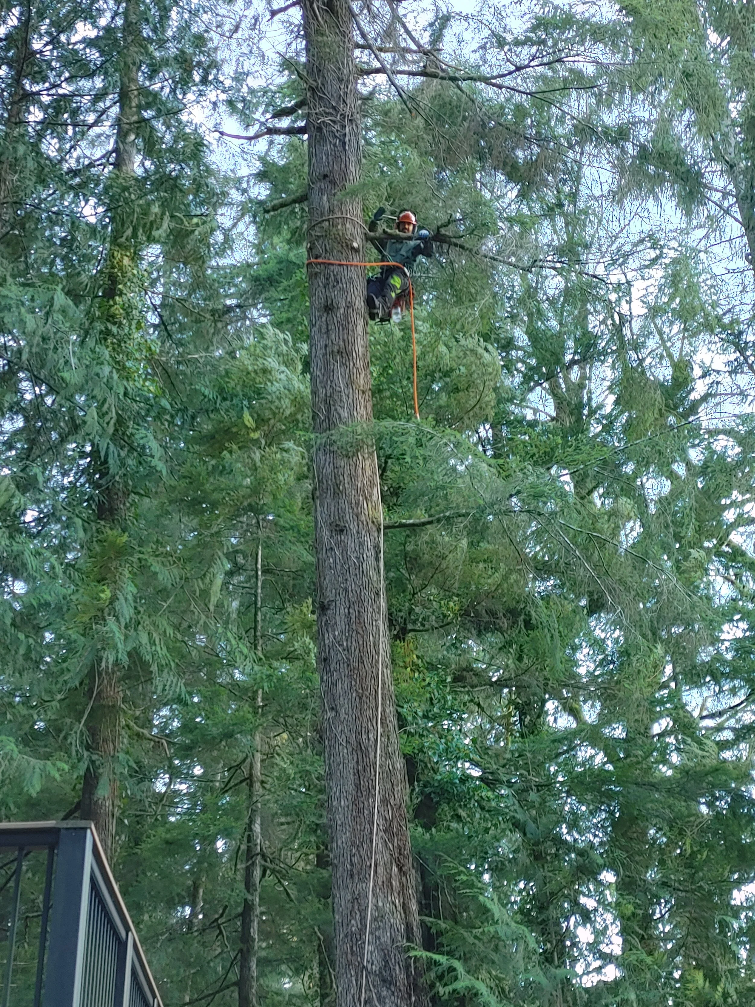 Tree Tech NW Serving Snohomish & King County WA