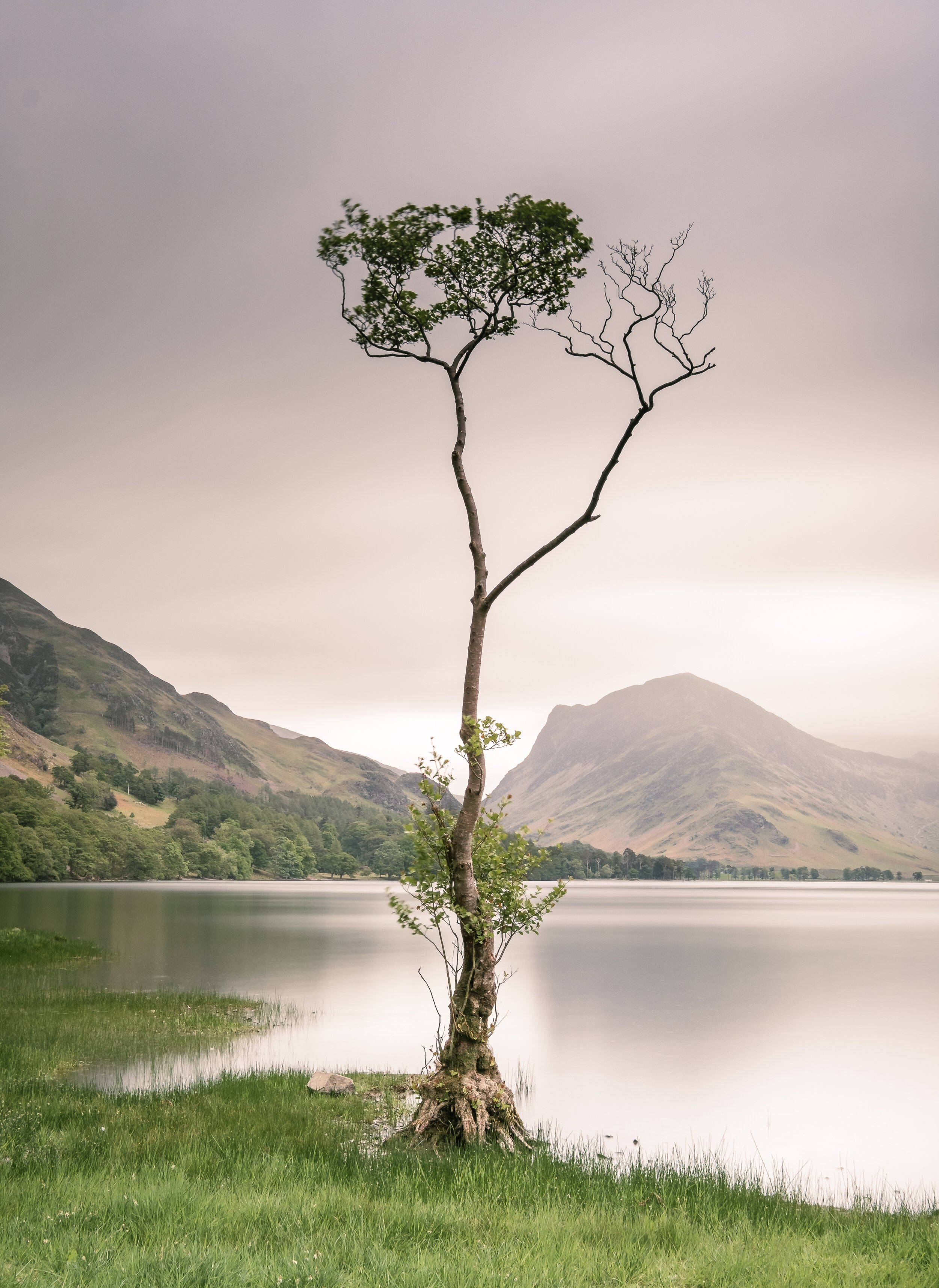 Buttermere Lone Tree