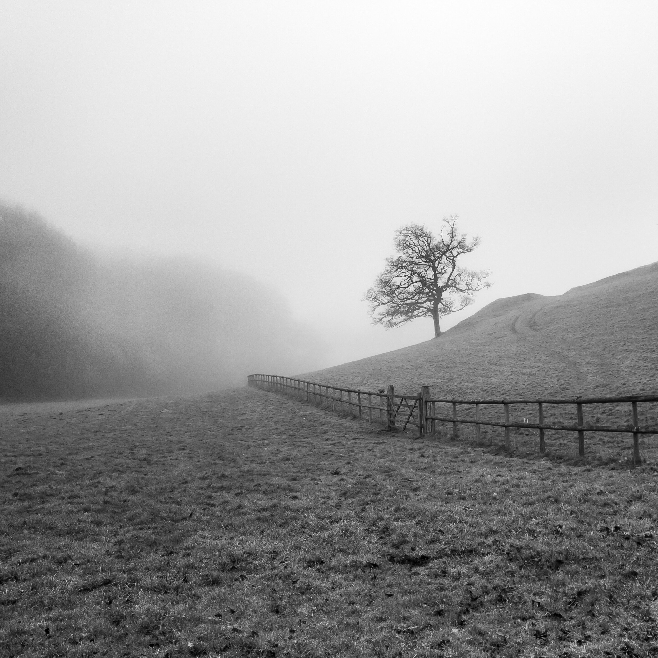 Stonesfield Lone Tree