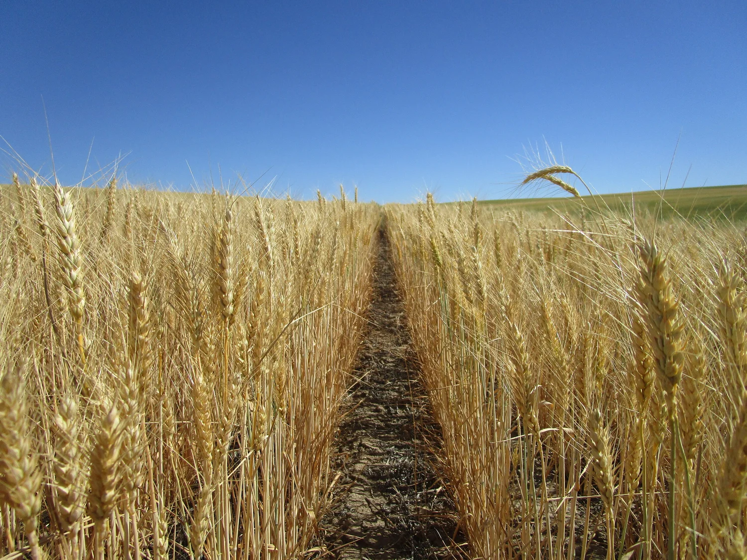 Liberty Grains
