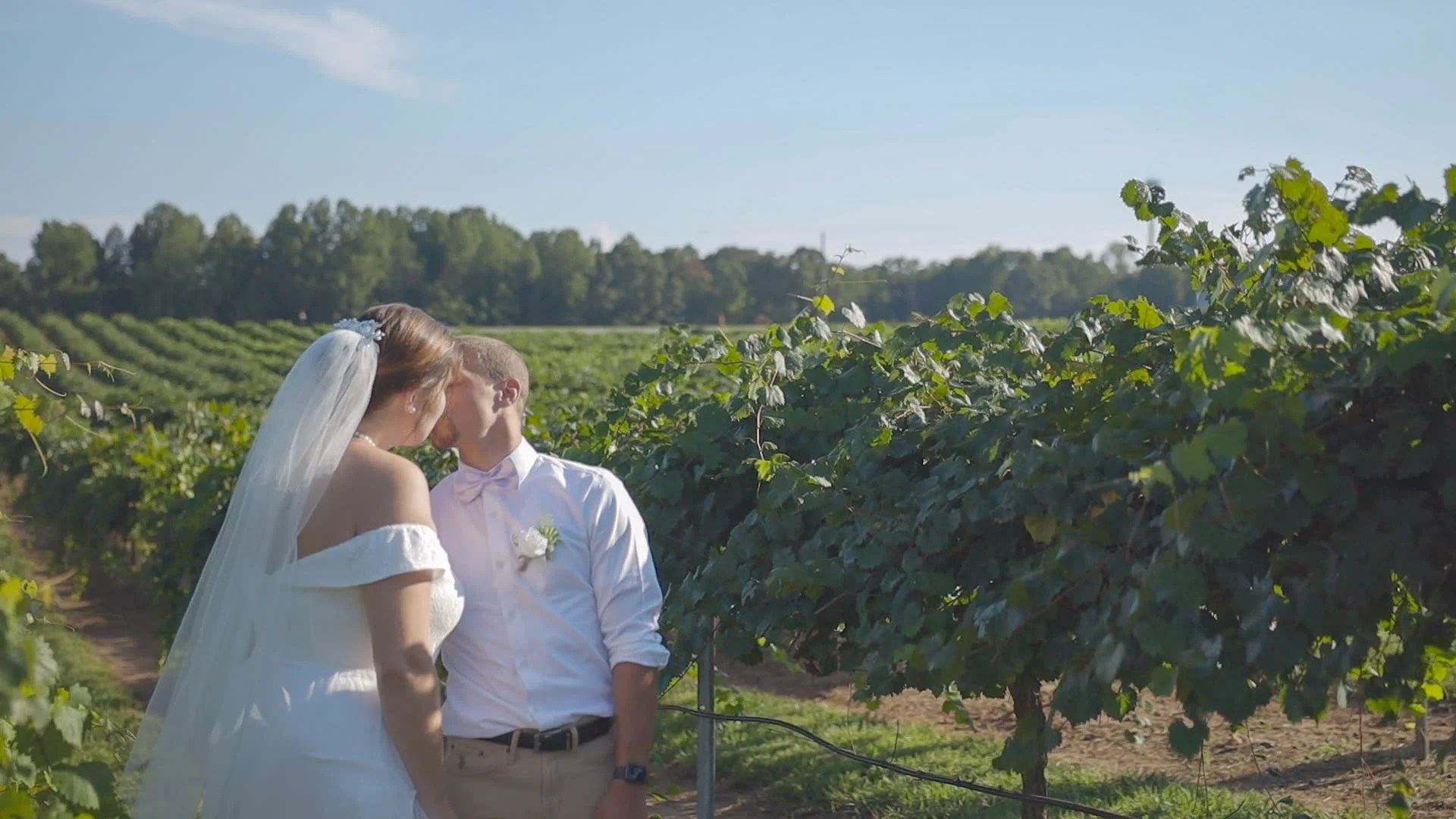 A bride and groom share a kiss in a vineyard on a sunny day, surrounded by rows of grapevines and greenery.