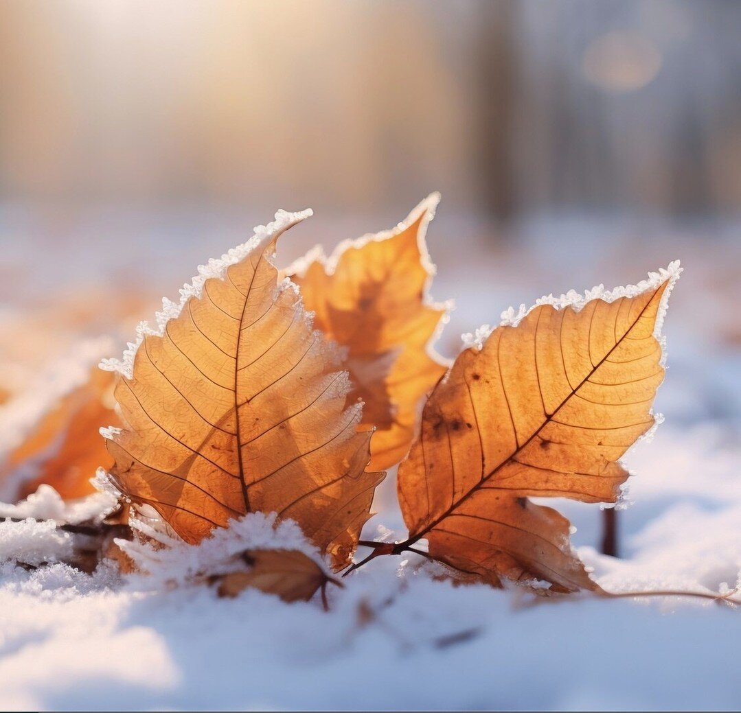 Pivot Point Acupuncture - Frost Descends, December Booking Open, Keeping Warm 🧦 🌻