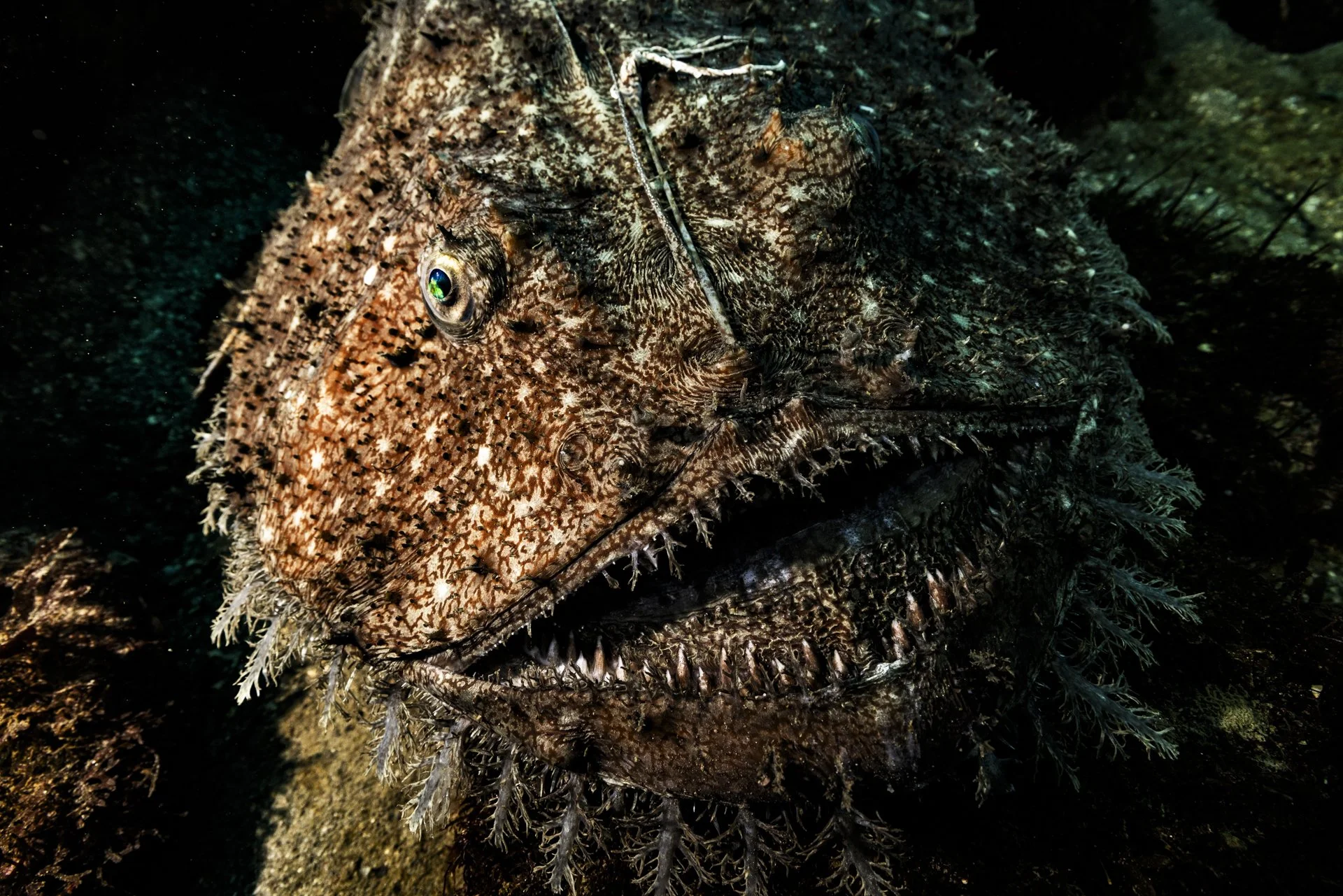 深海魚キアンコウに遭遇！