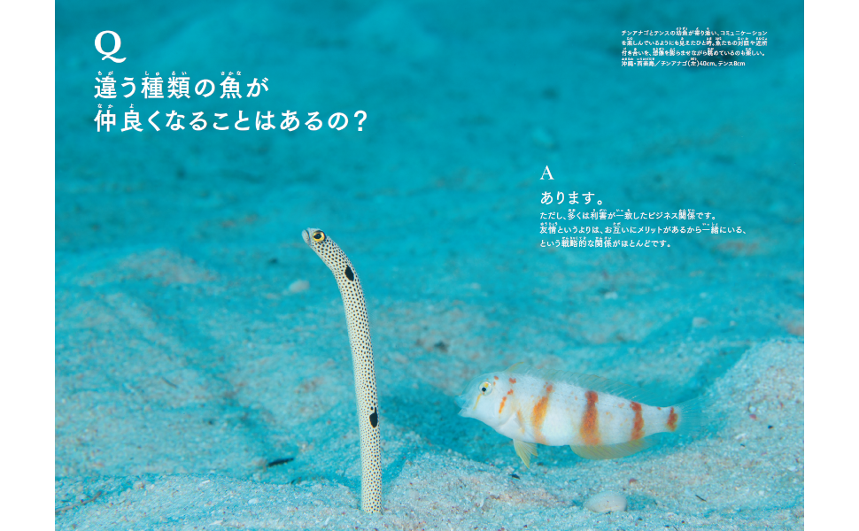 「世界でいちばん素敵な魚の教室」完成！7/22発売開始