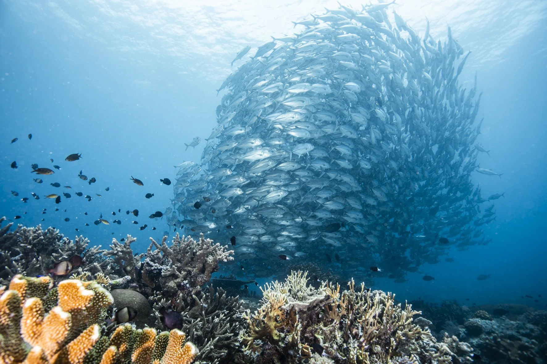 世界遺産の海