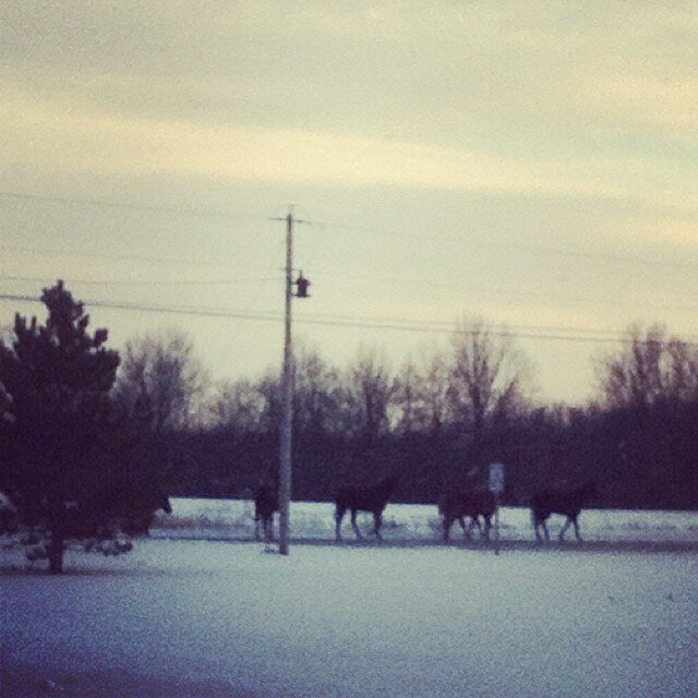Some horses got loose and were walking down 501 and Ft Amanda Rd today