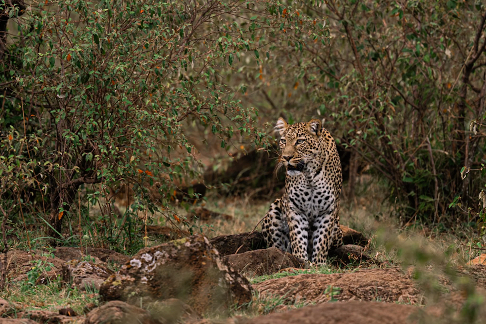 The Magical East Africa