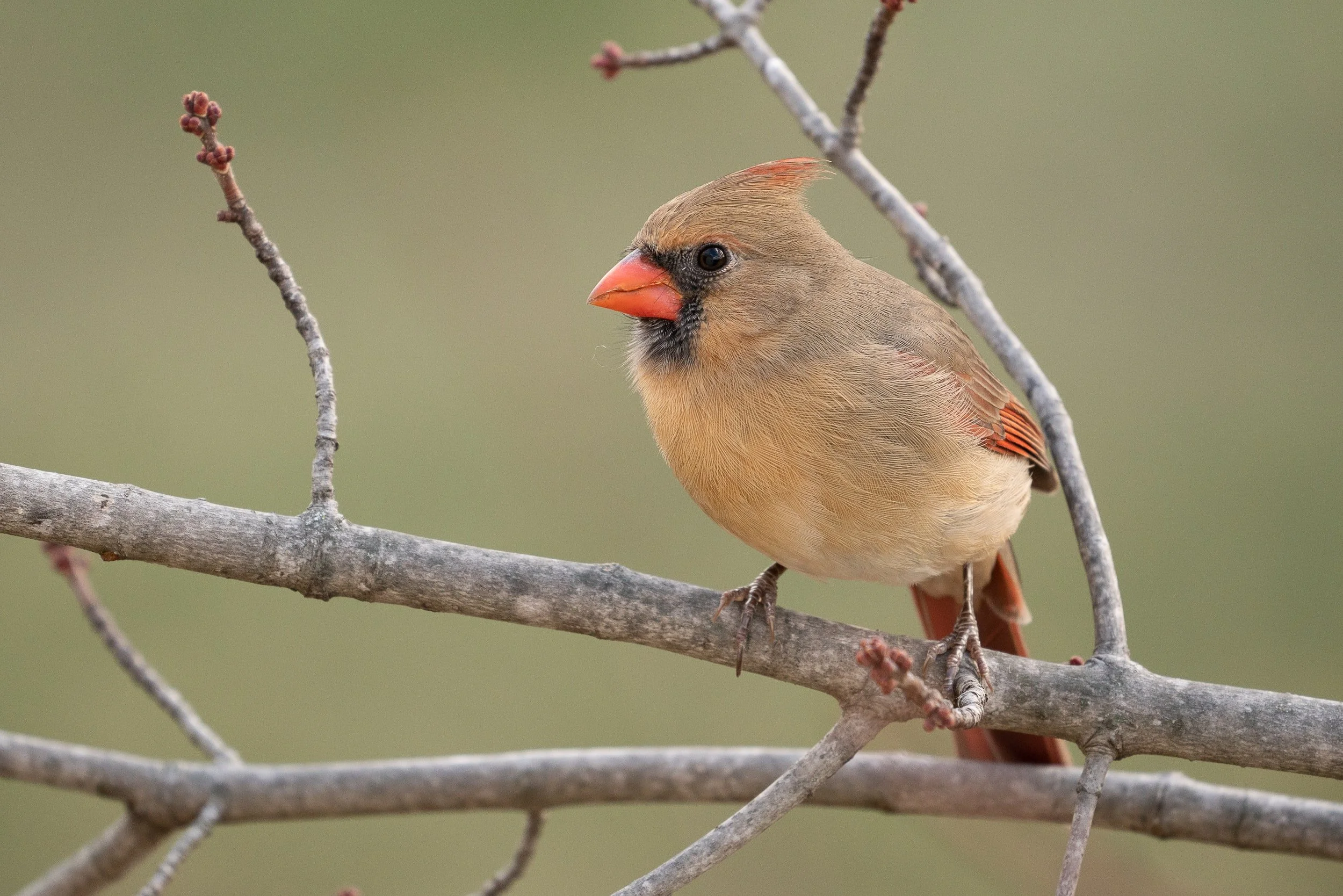 FREE Guided Bird Walk