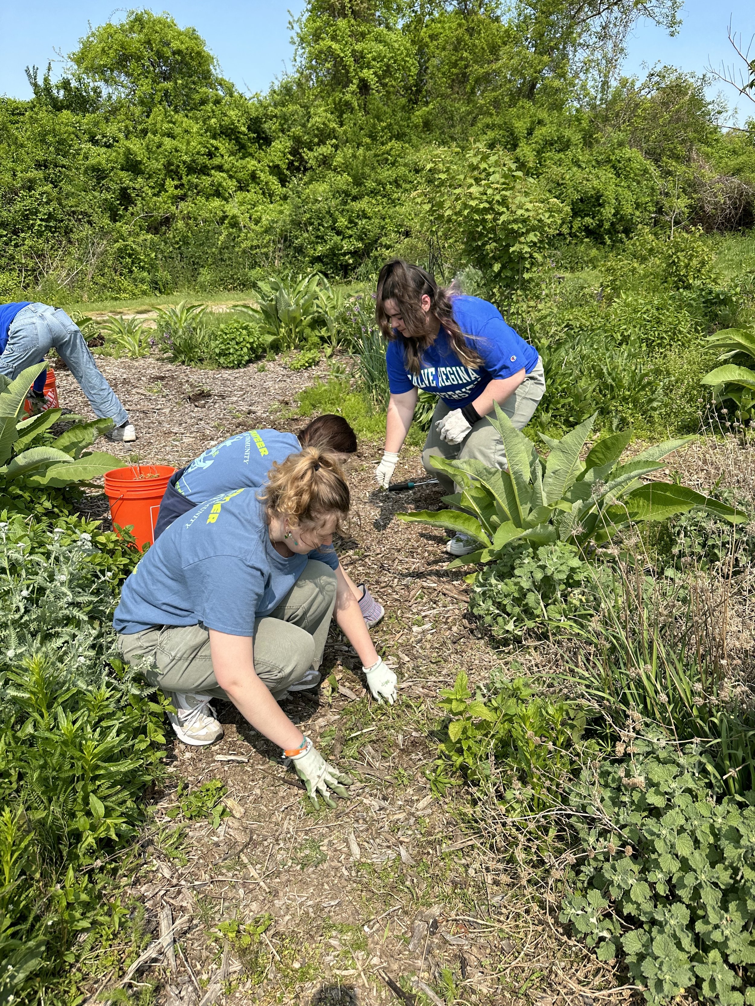 Food Forest Remediation