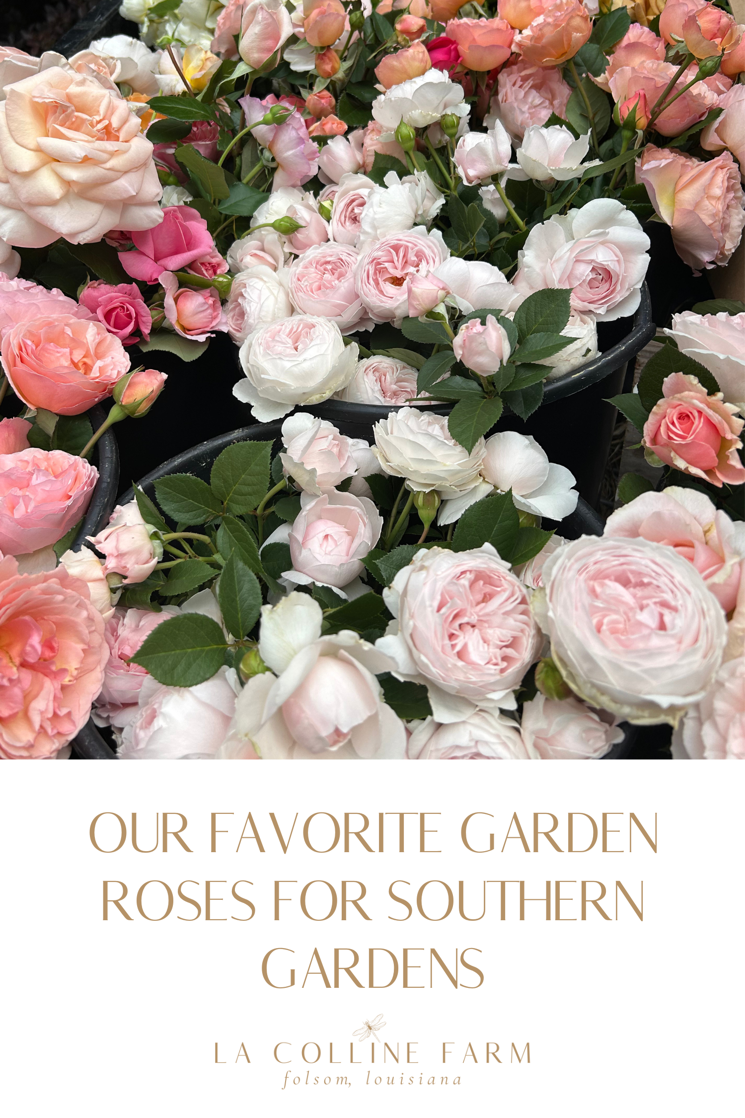 get our garden rose mini guide — LA COLLINE FARM