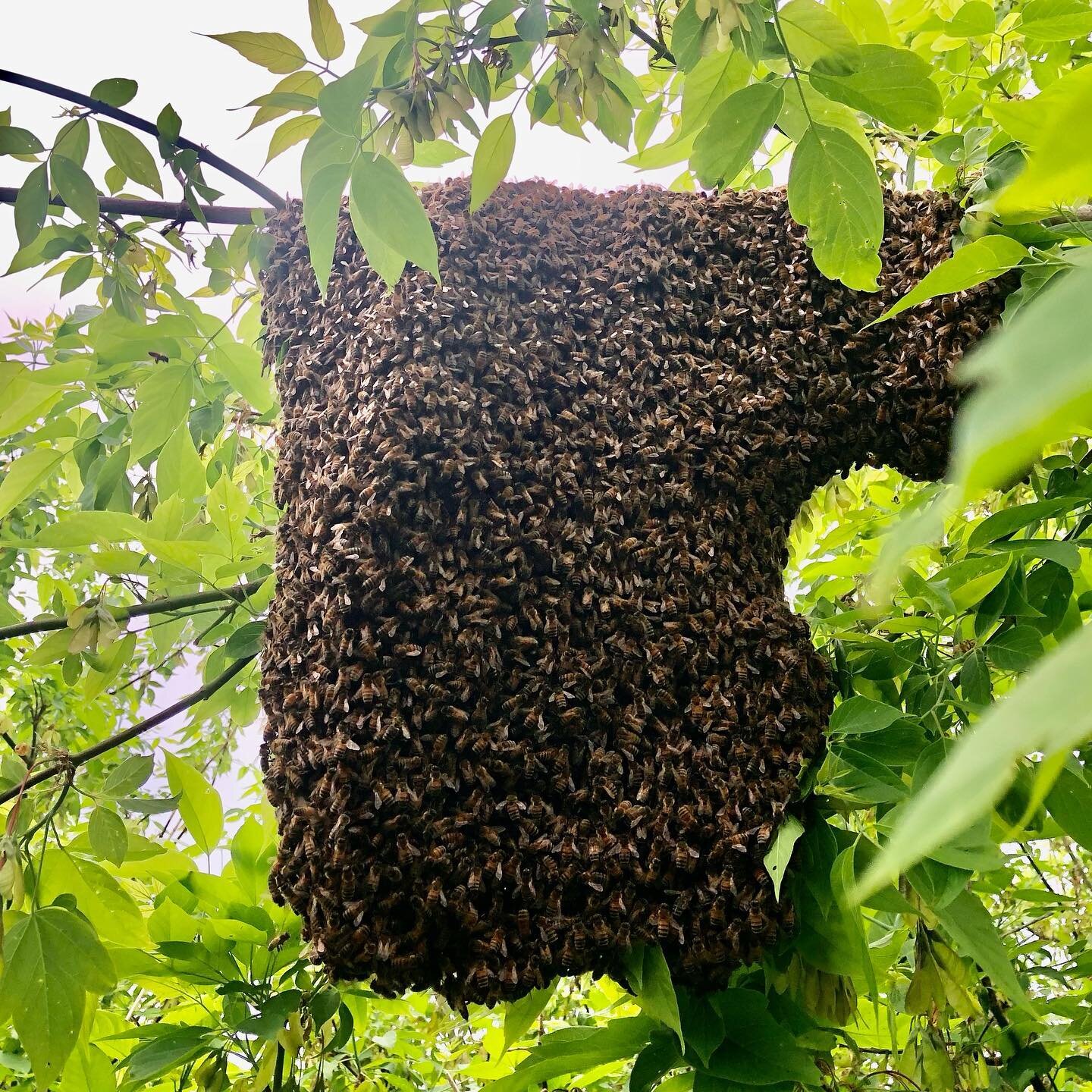The bees picked a cloudy day to swarm! 🐝