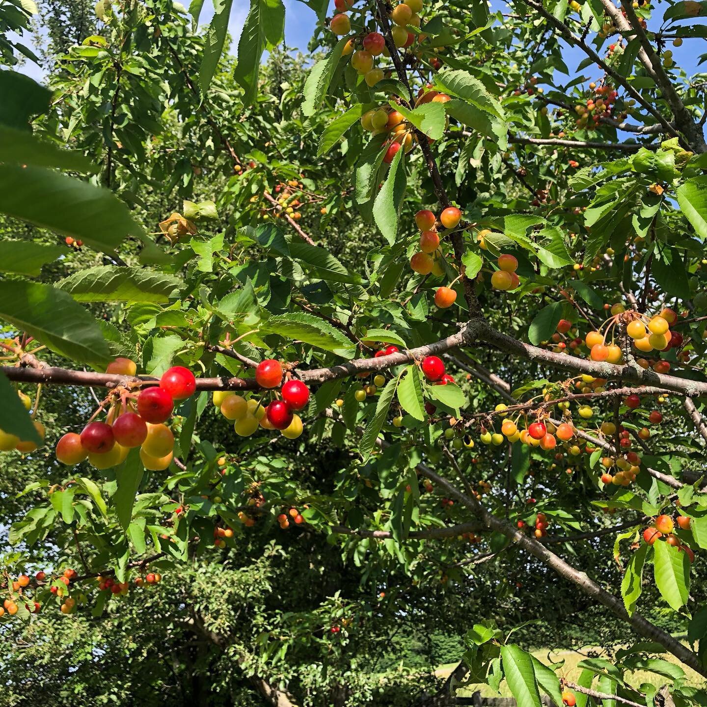 Look at all the cherries 🍒 The birds are gonna love these!