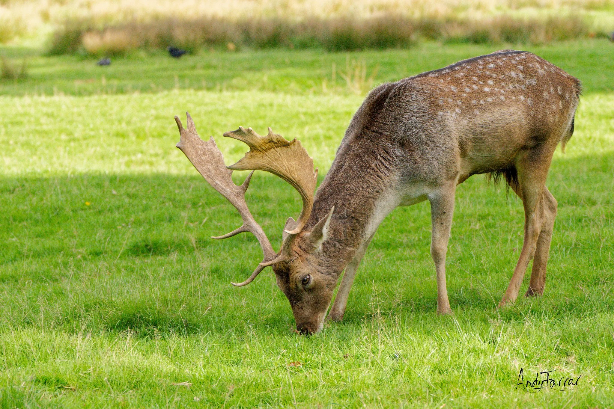 Fallow Deer Stag