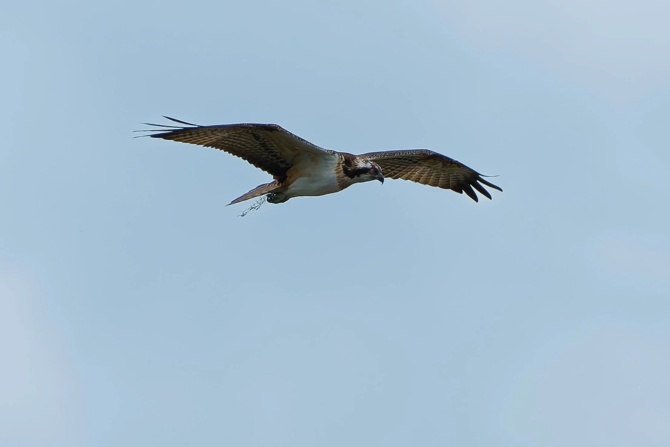 Osprey
