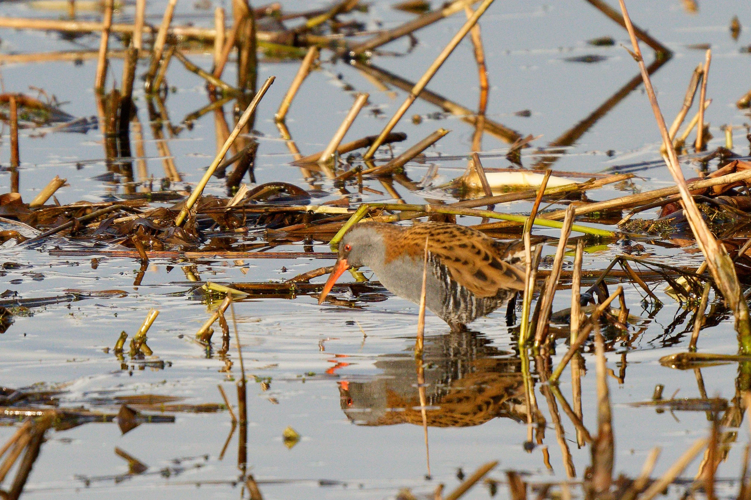 Water Rail