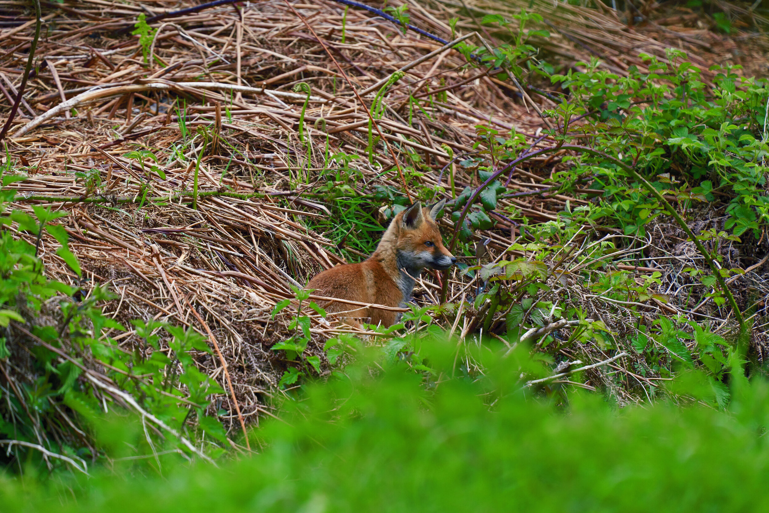 Fox Cub