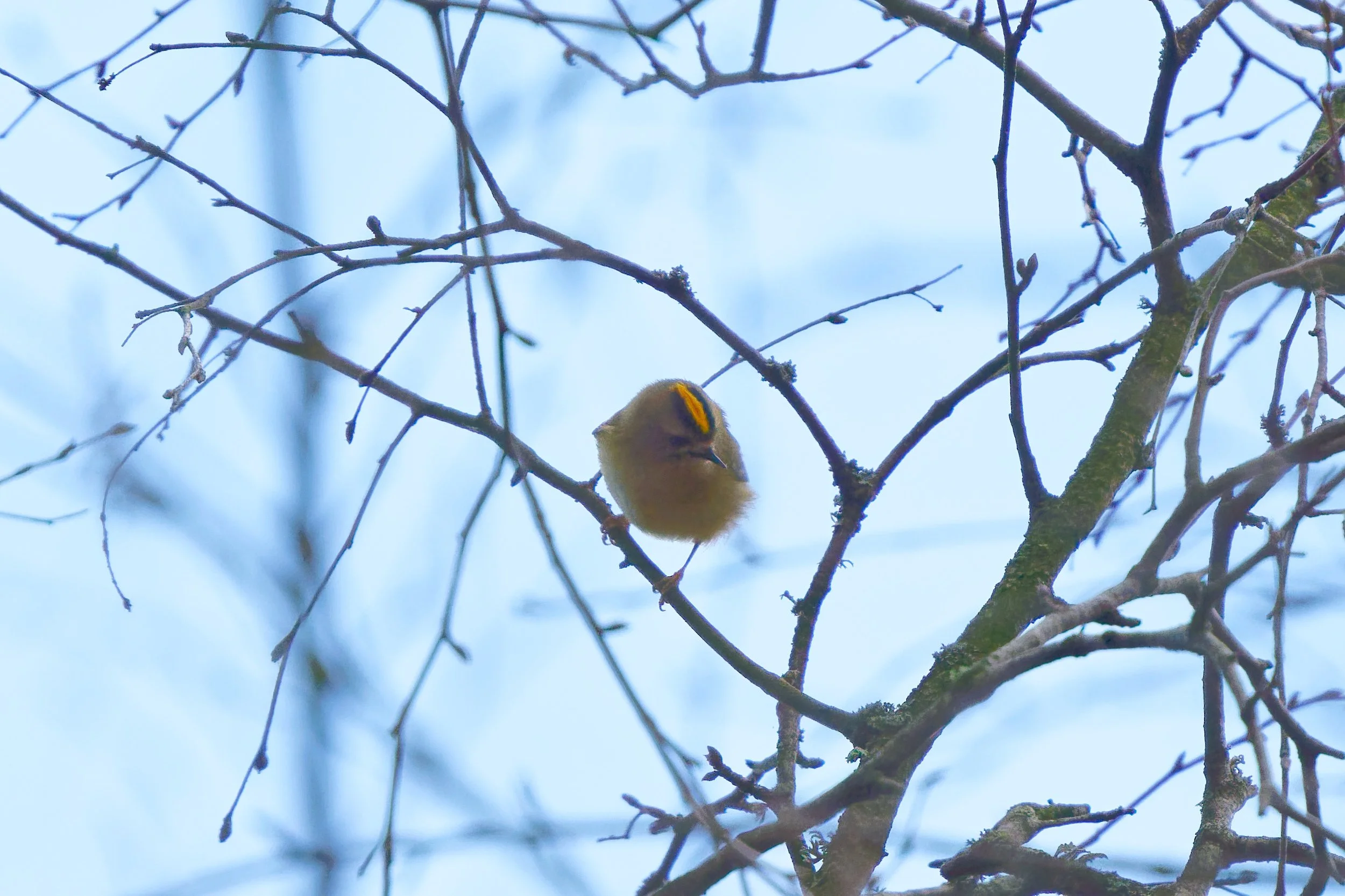 Goldcrest