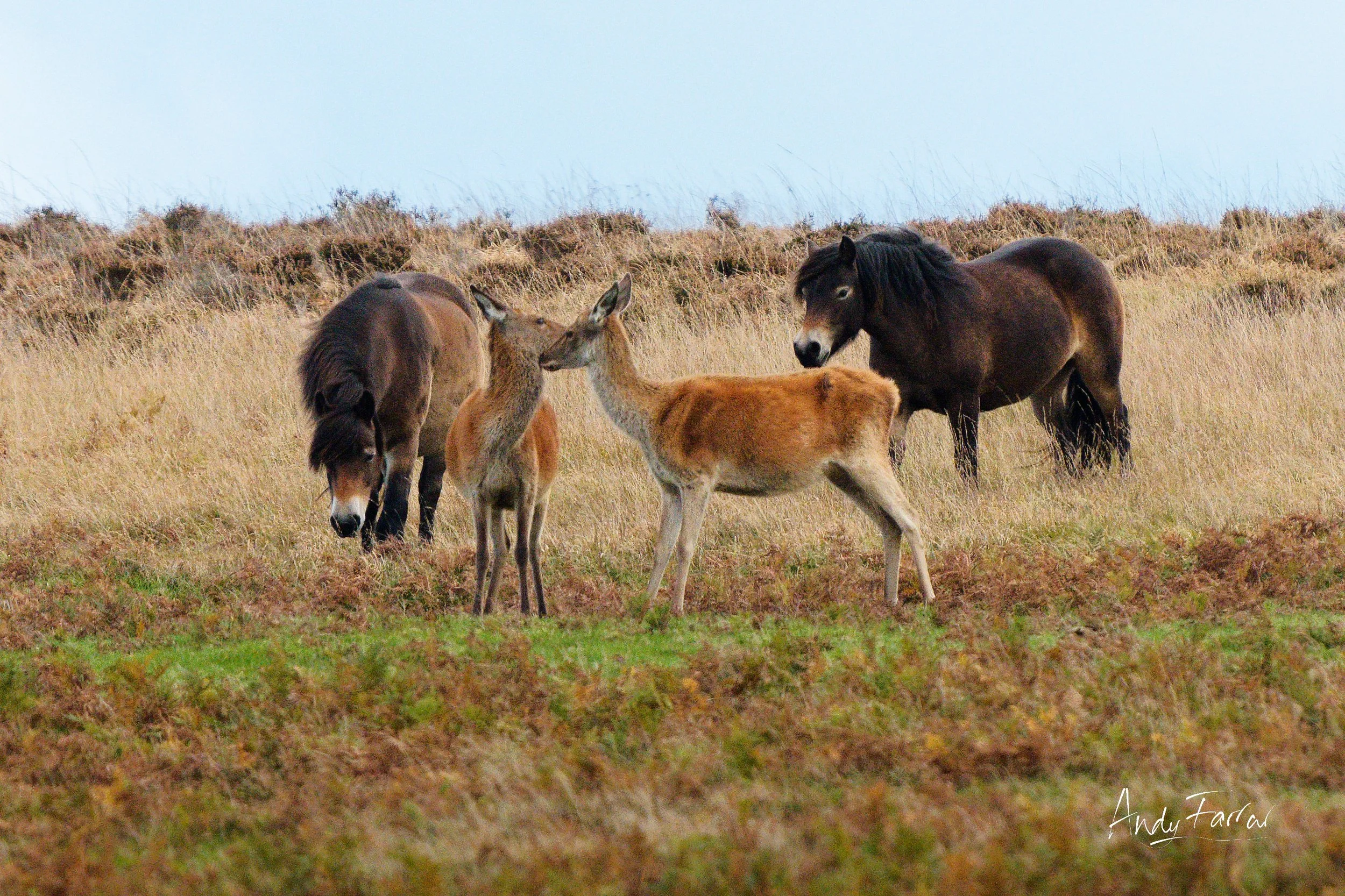 Red Deer Hind and Exmoor Ponies 01-10-26