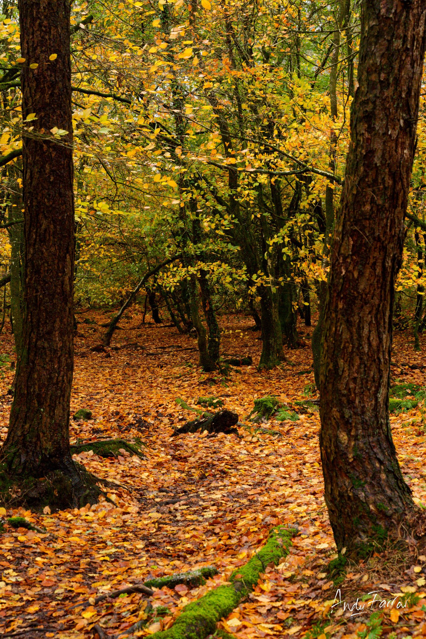 Autumn Woodland