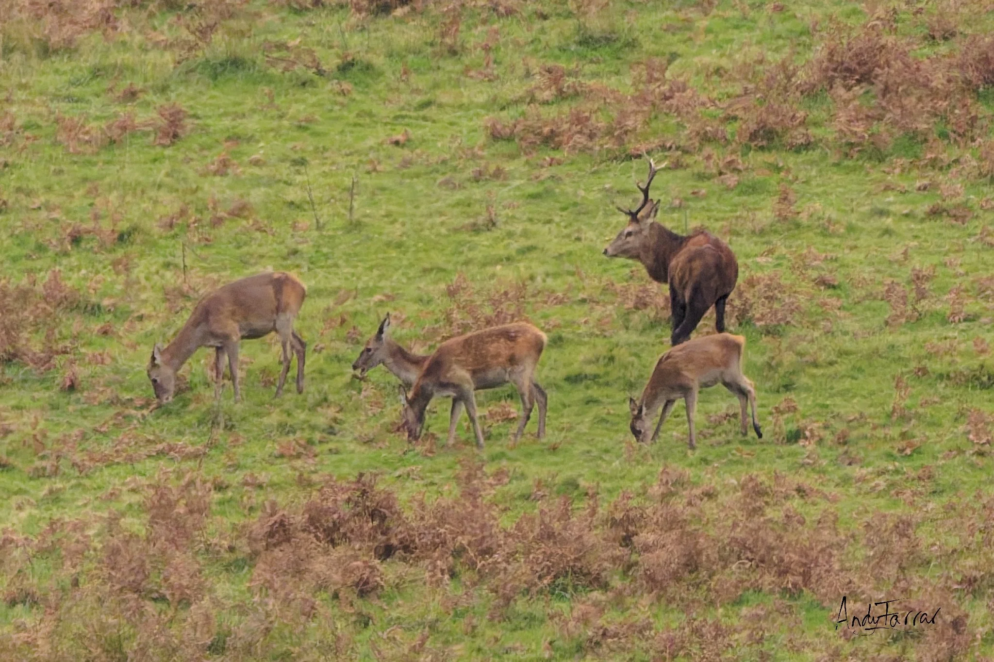 Red Deer on Exmoor
