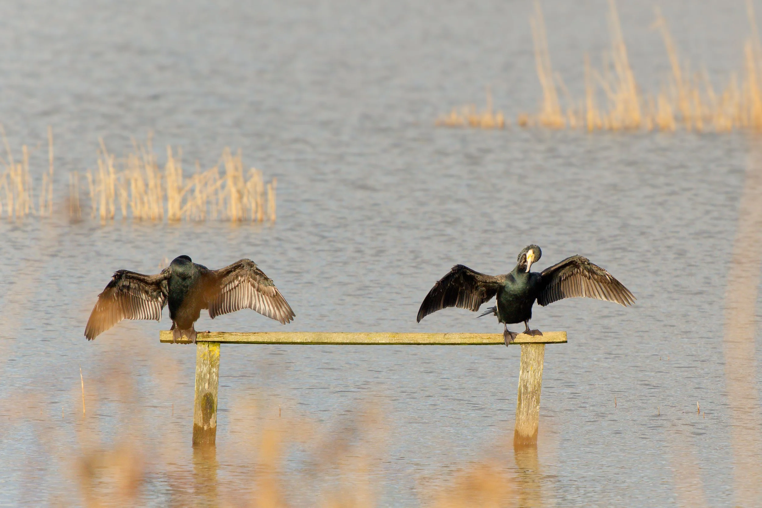 Cormorants drying out