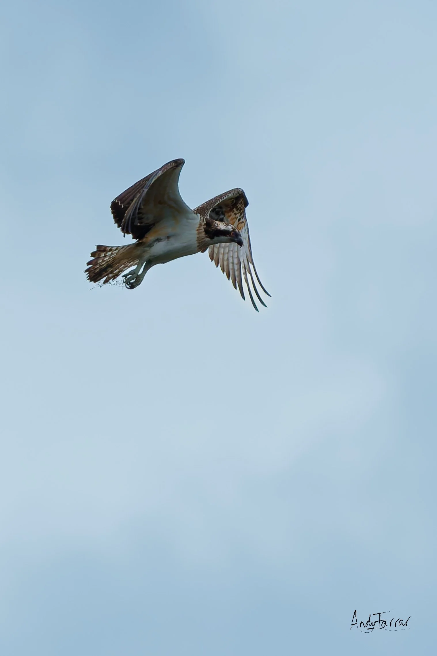 Osprey