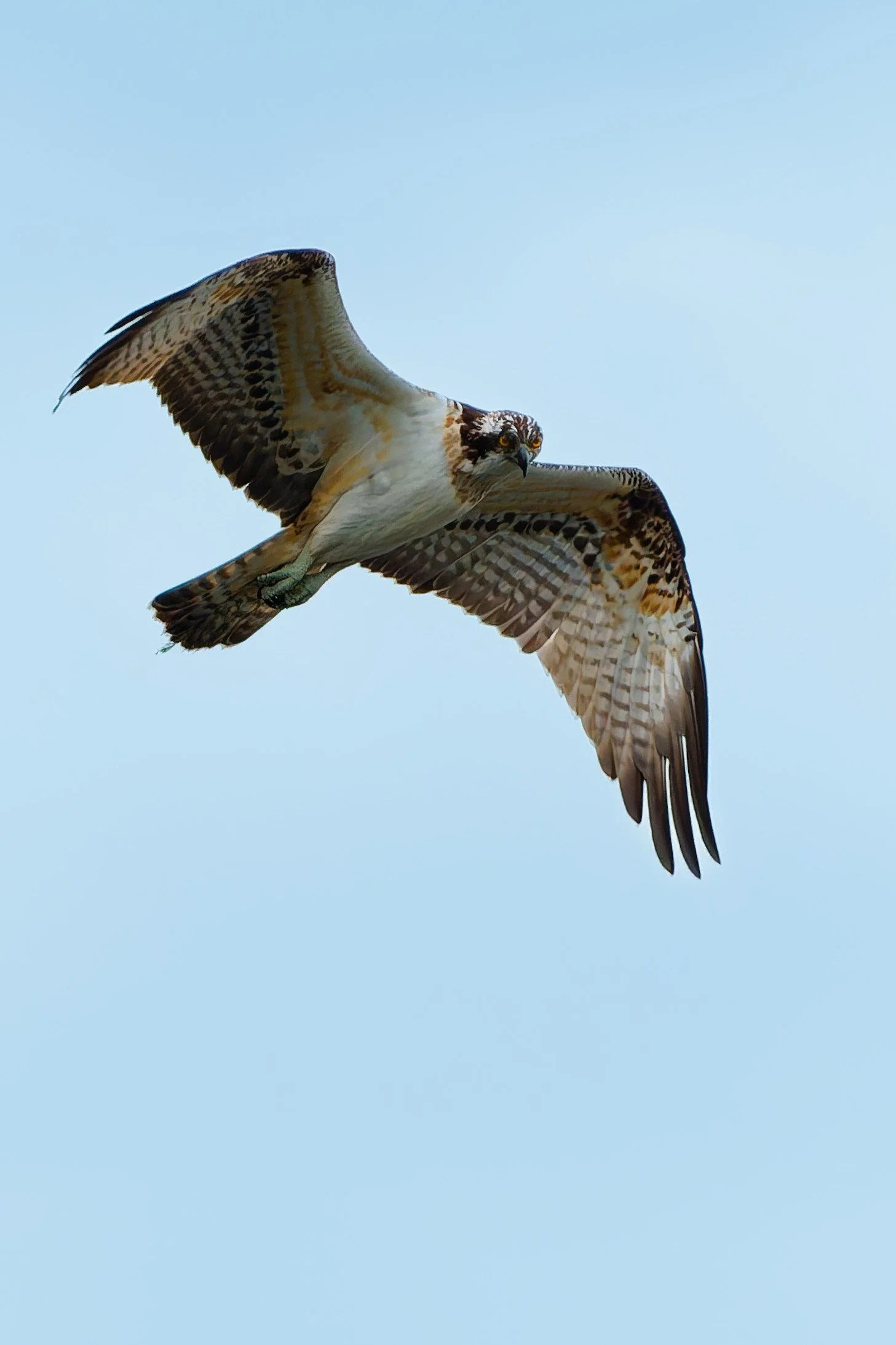 Osprey in hover mode_DSC01740_DxO.jpg