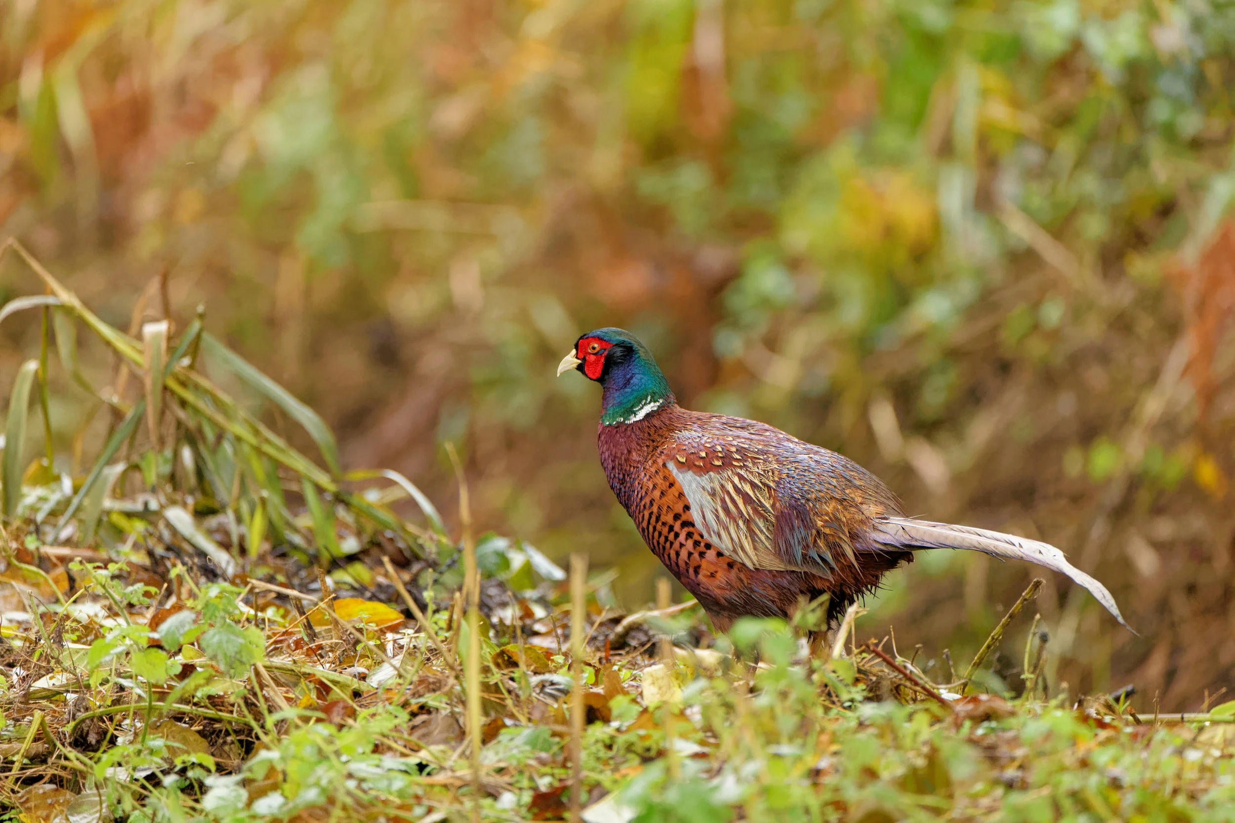 Pheasant (M)