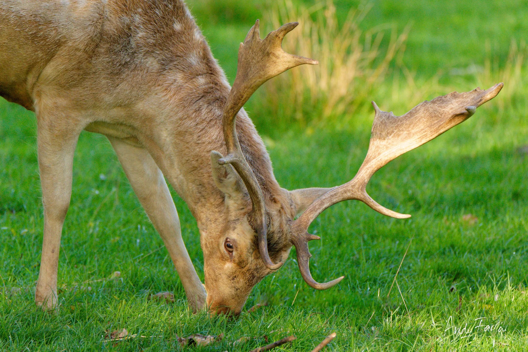 Fallow Deer Stag