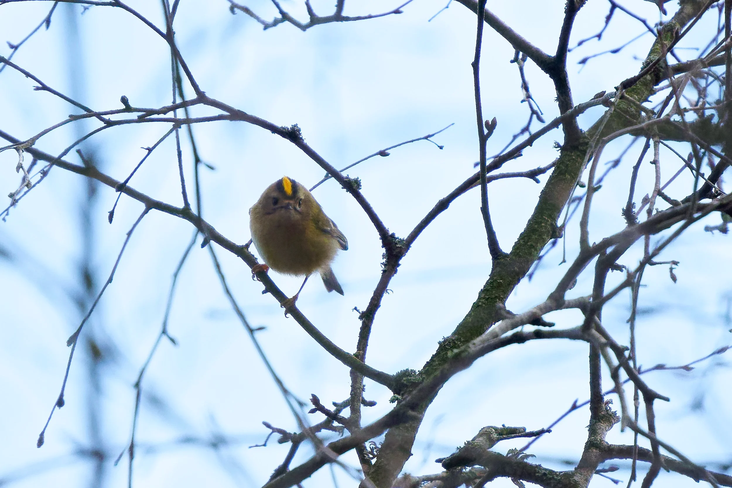 Goldcrest