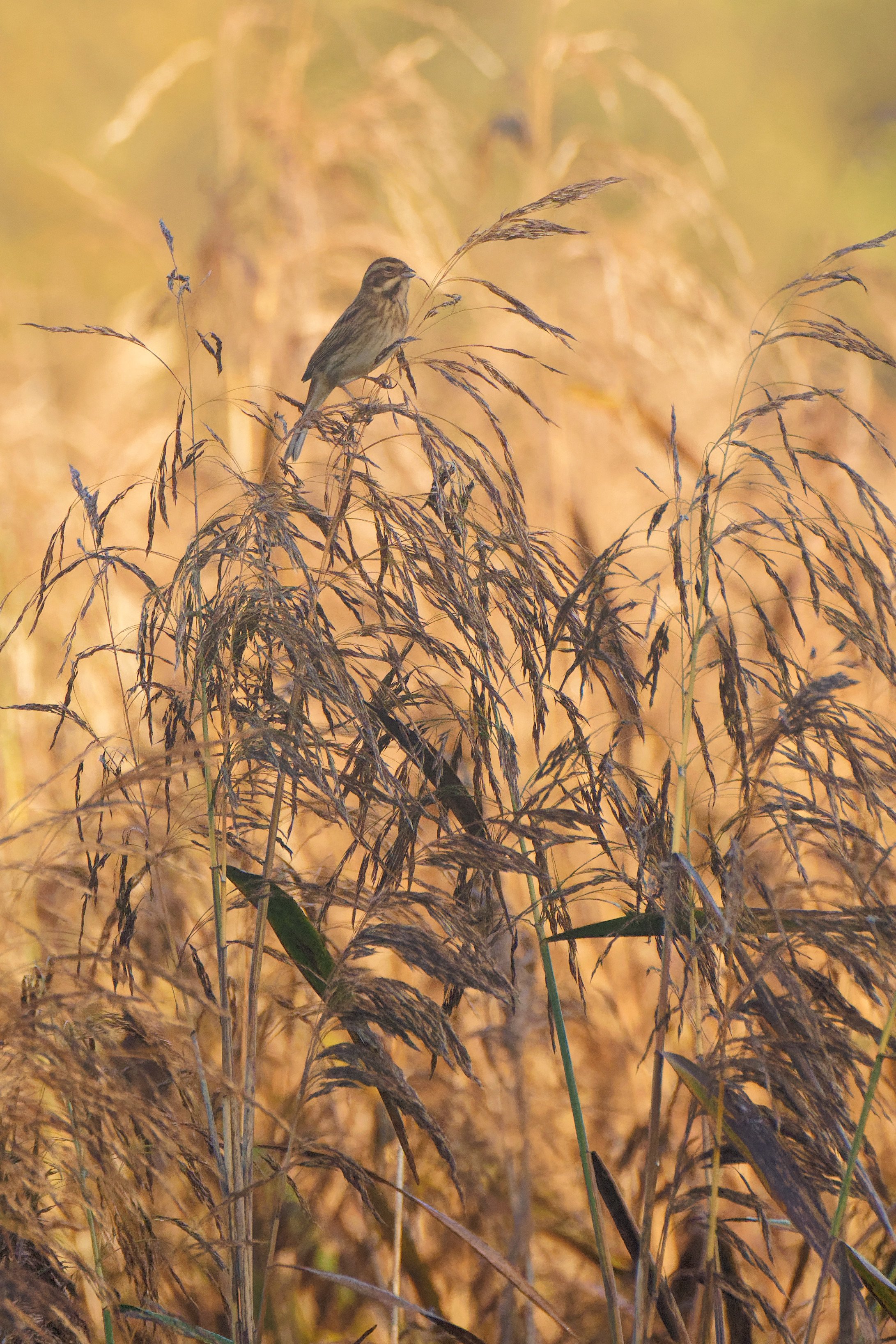 Reed Bunting