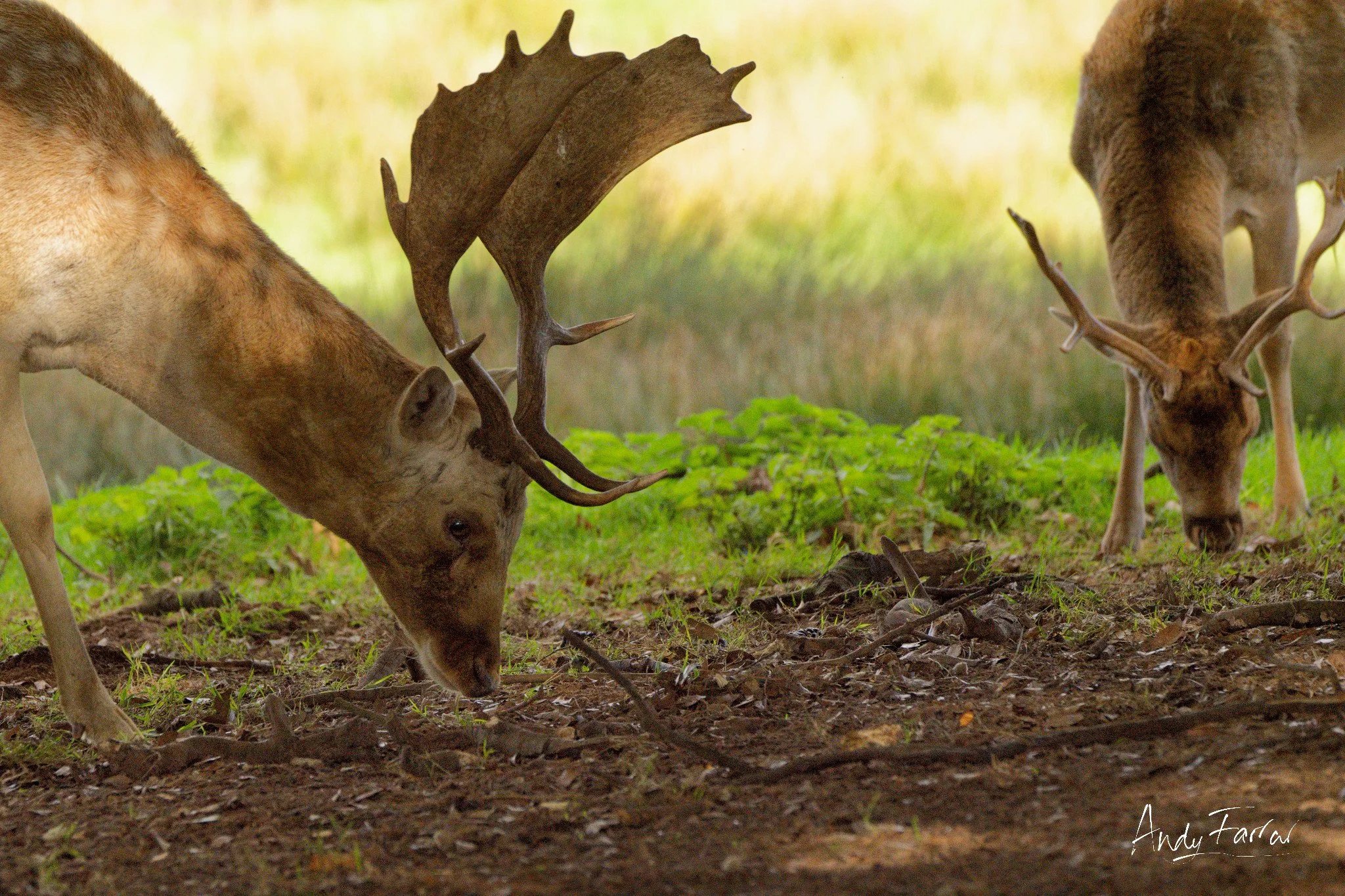 Fallow Deer Stag